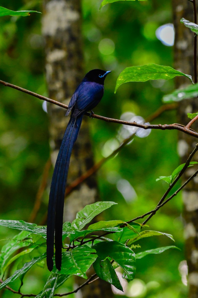Seychelles Paradise-Flycatcher - ML642031722