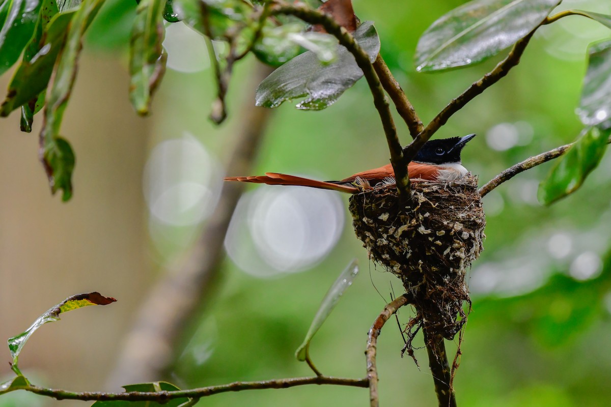 Seychelles Paradise-Flycatcher - ML642031723