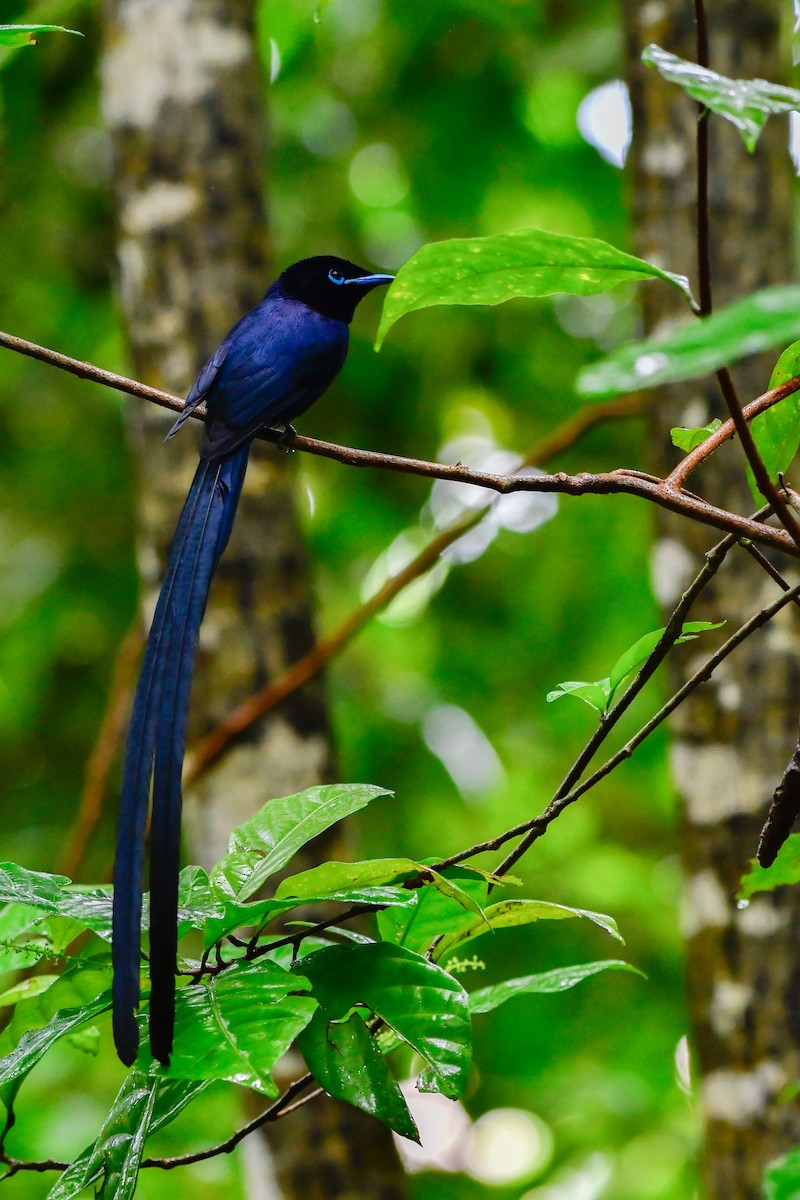 Seychelles Paradise-Flycatcher - ML642031725