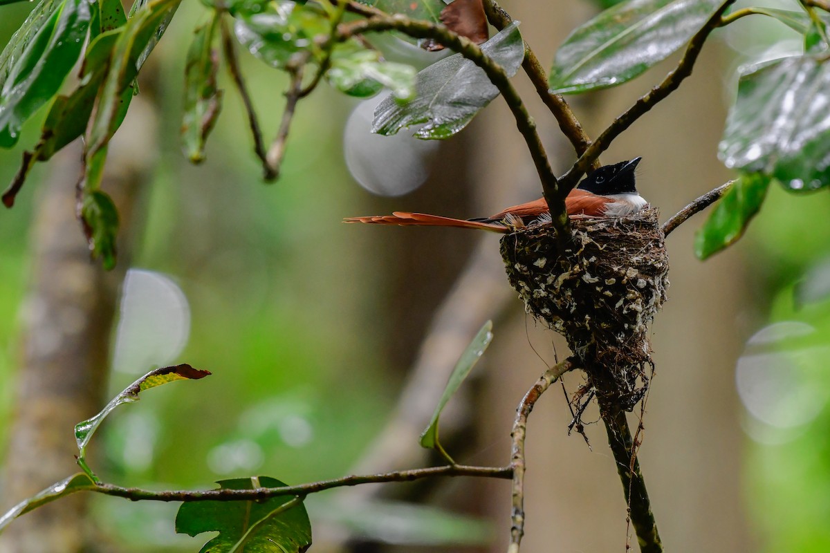 Seychelles Paradise-Flycatcher - ML642031727