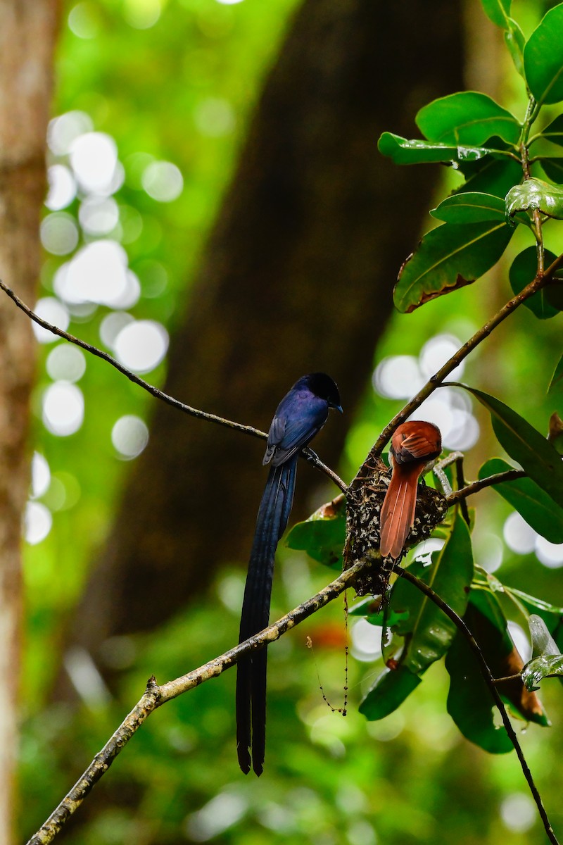 Seychelles Paradise-Flycatcher - ML642031731