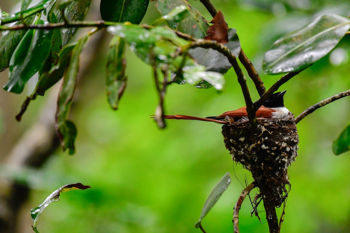Seychelles Paradise-Flycatcher - ML642031732