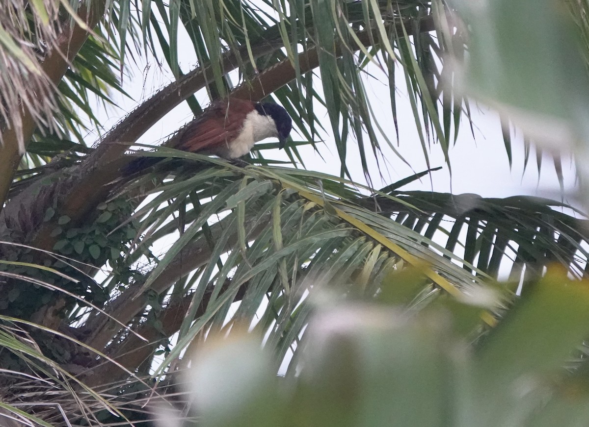 Blue-headed Coucal - ML642031755