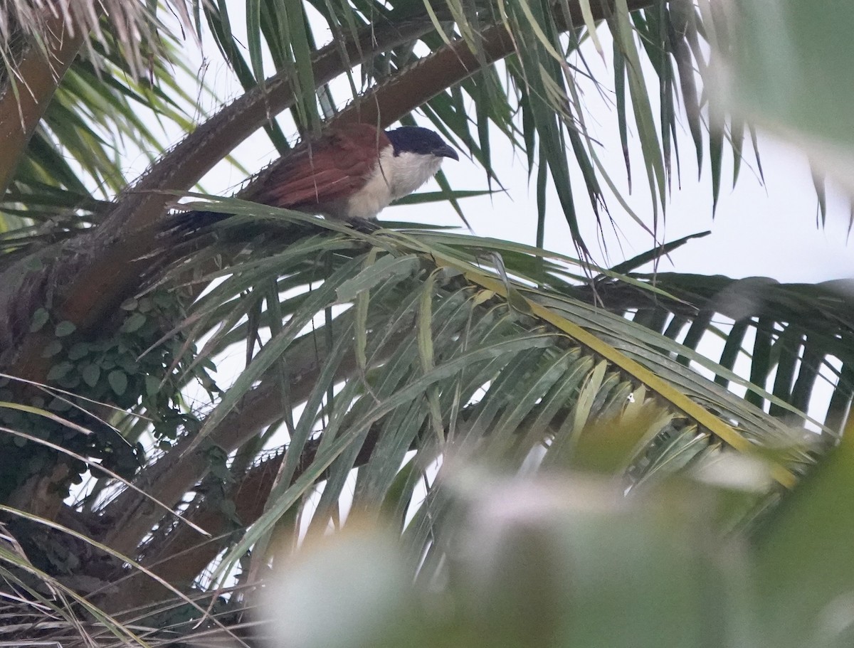 Blue-headed Coucal - ML642031756