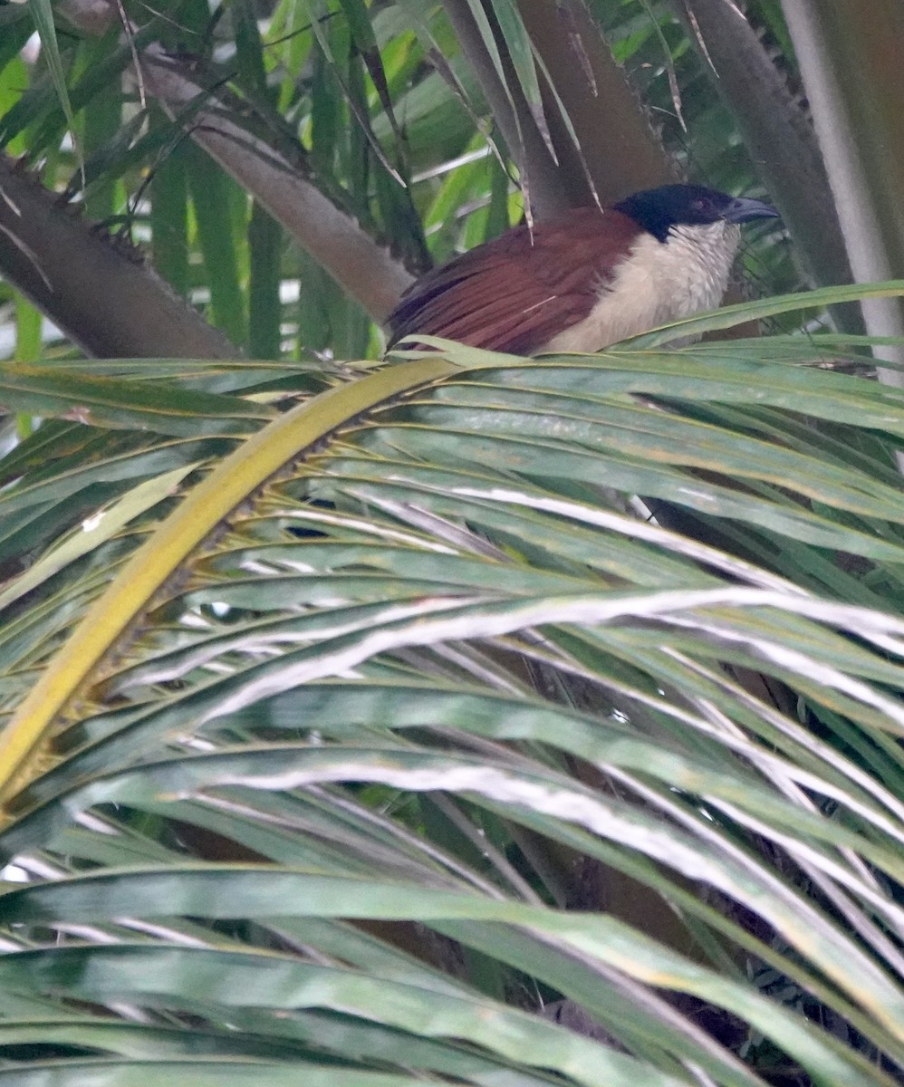 Blue-headed Coucal - ML642031757