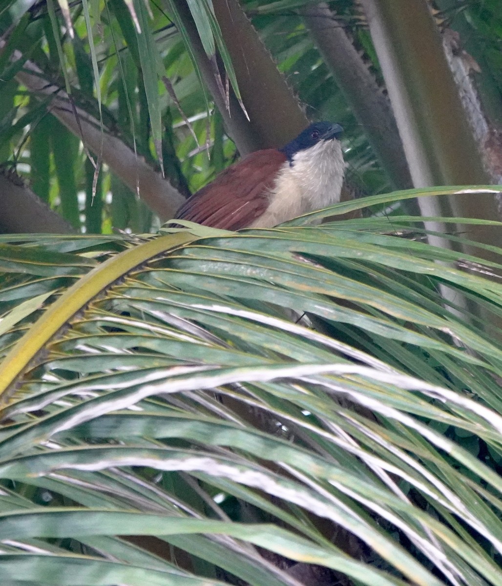 Blue-headed Coucal - ML642031758