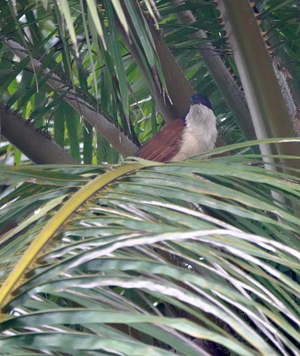 Blue-headed Coucal - ML642031759