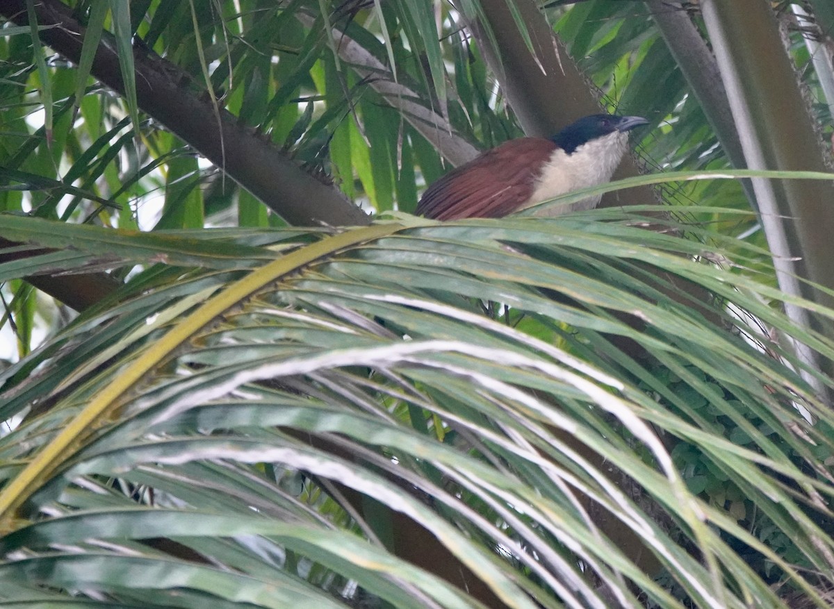 Blue-headed Coucal - ML642031760