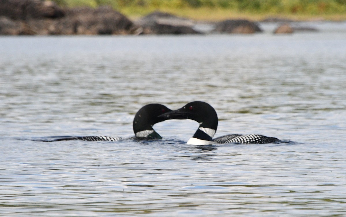 Common Loon - ML642031786