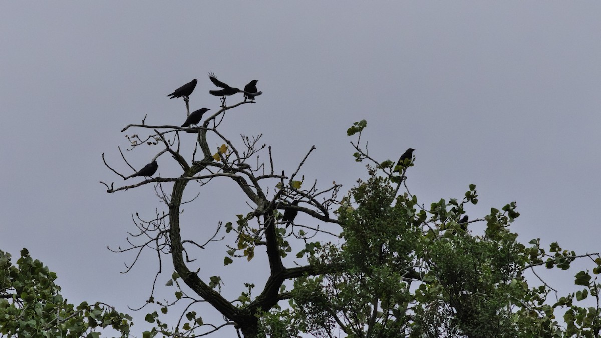 American Crow - ML642031798