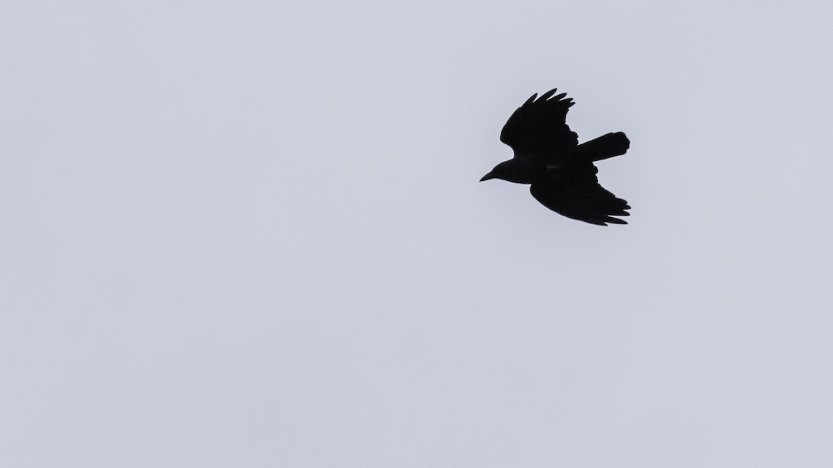 American Crow - ML642031799