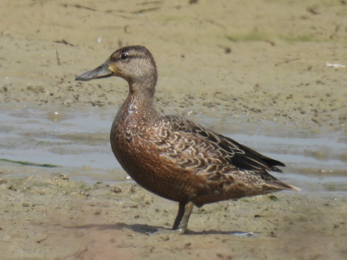 Blue-winged Teal - ML642031801