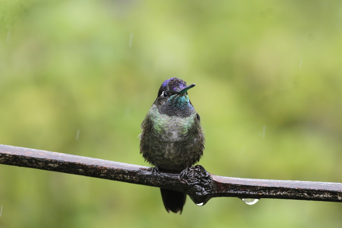 Talamanca Hummingbird - ML642031806