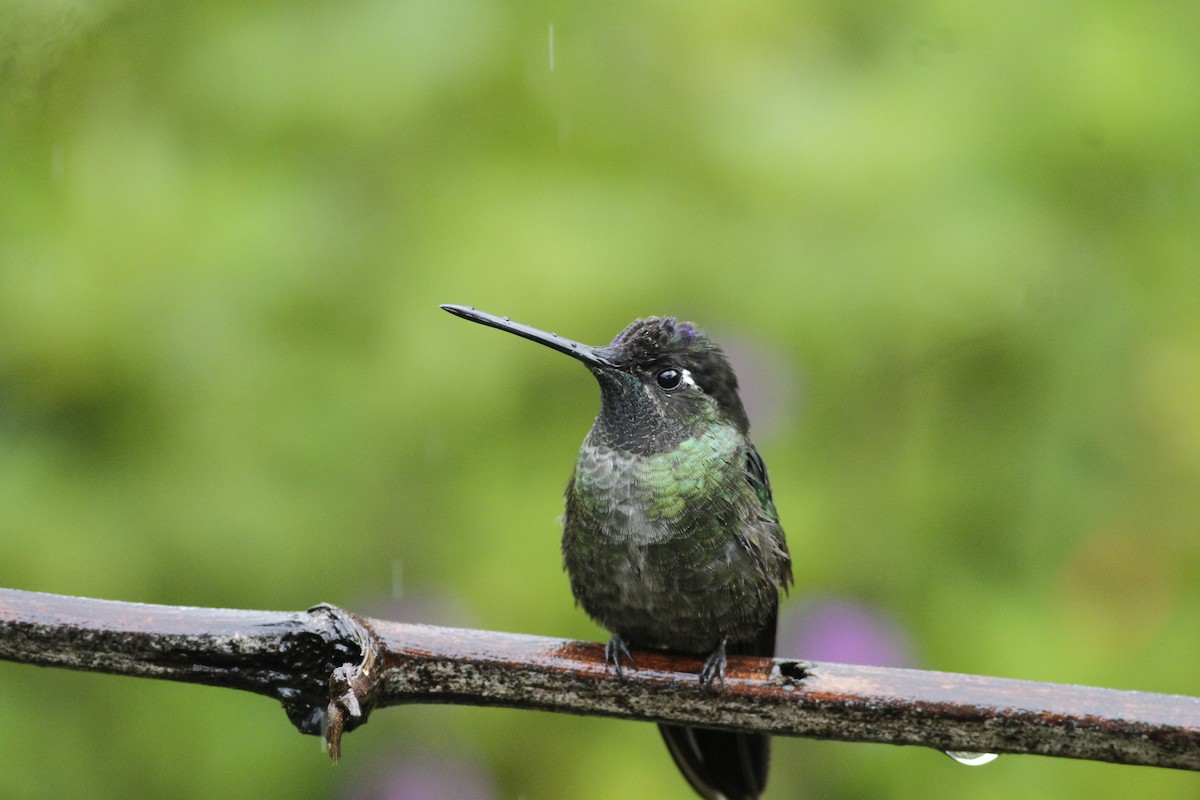 Talamanca Hummingbird - ML642031807