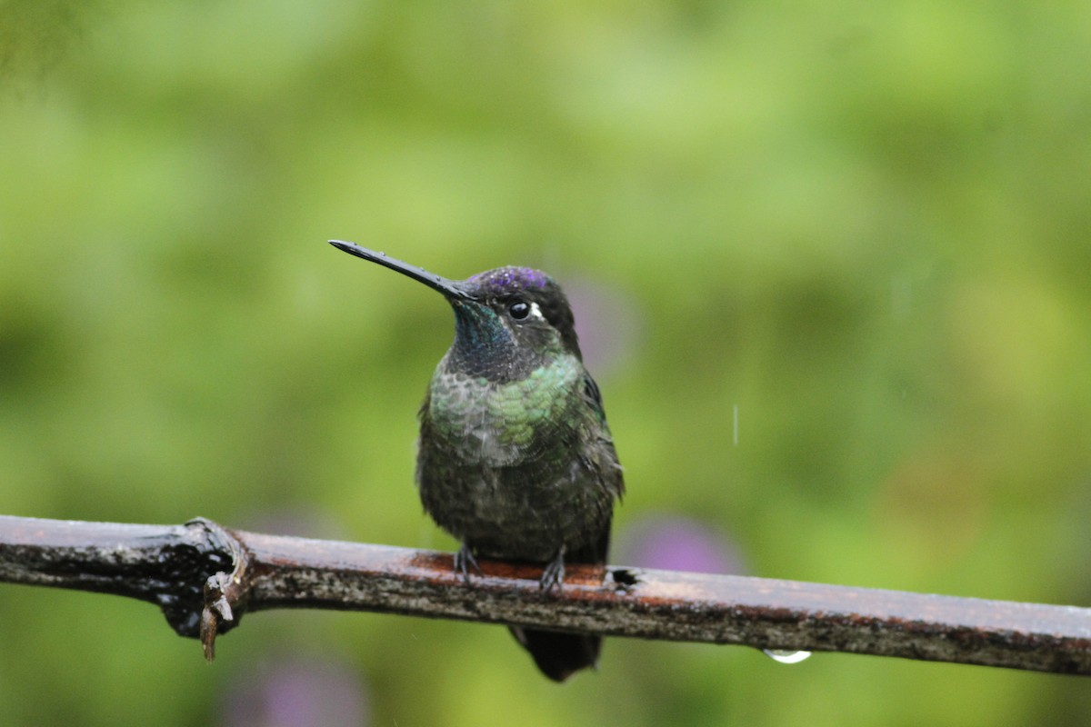 Talamanca Hummingbird - ML642031808