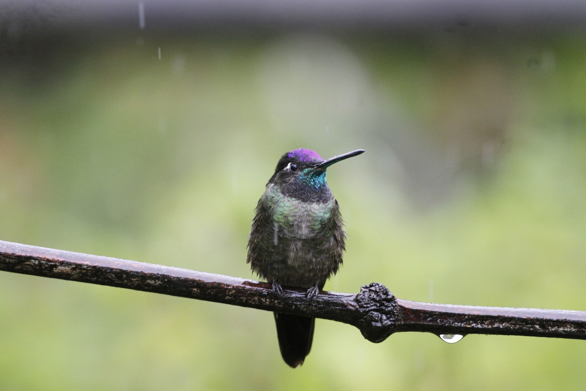Talamanca Hummingbird - ML642031809