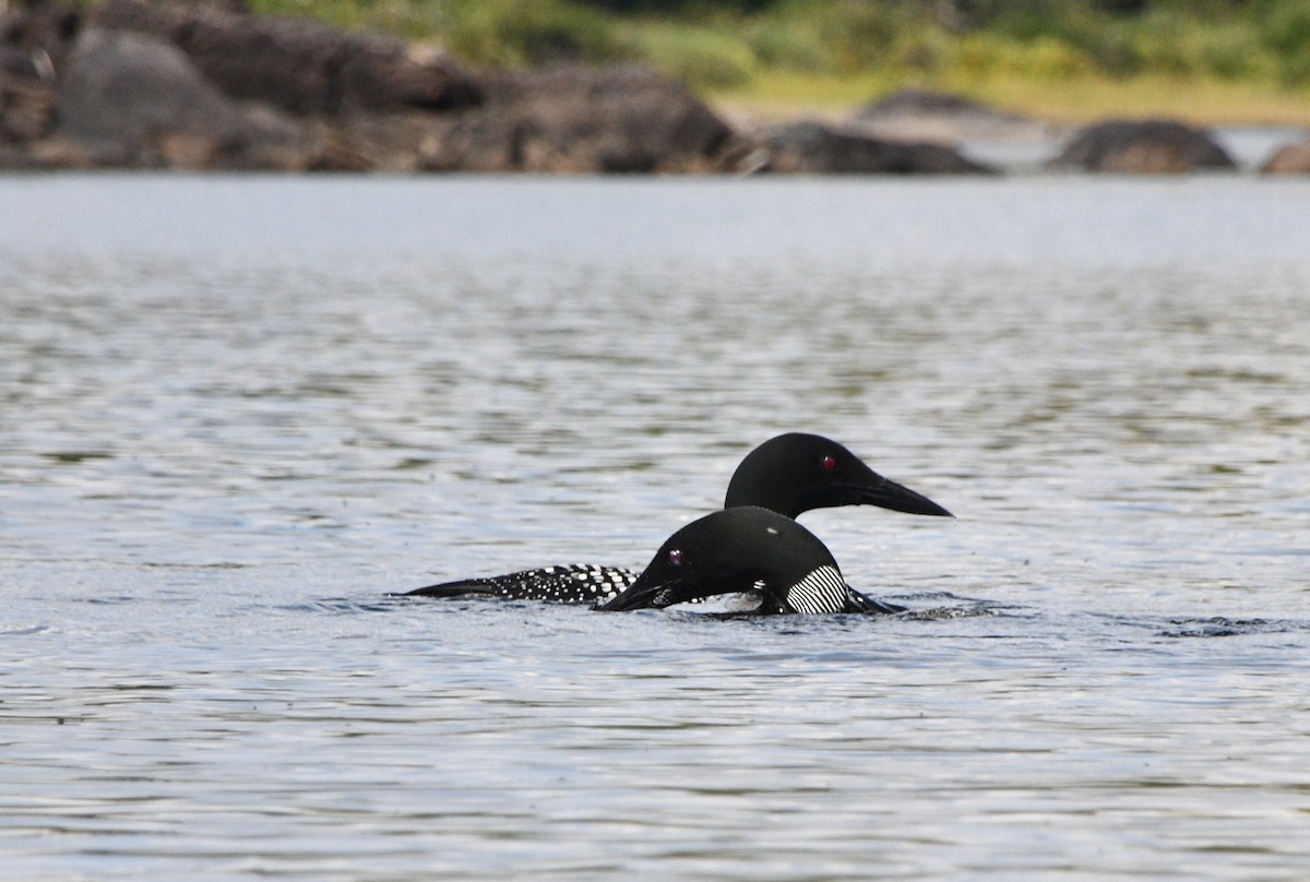 Common Loon - ML642031810