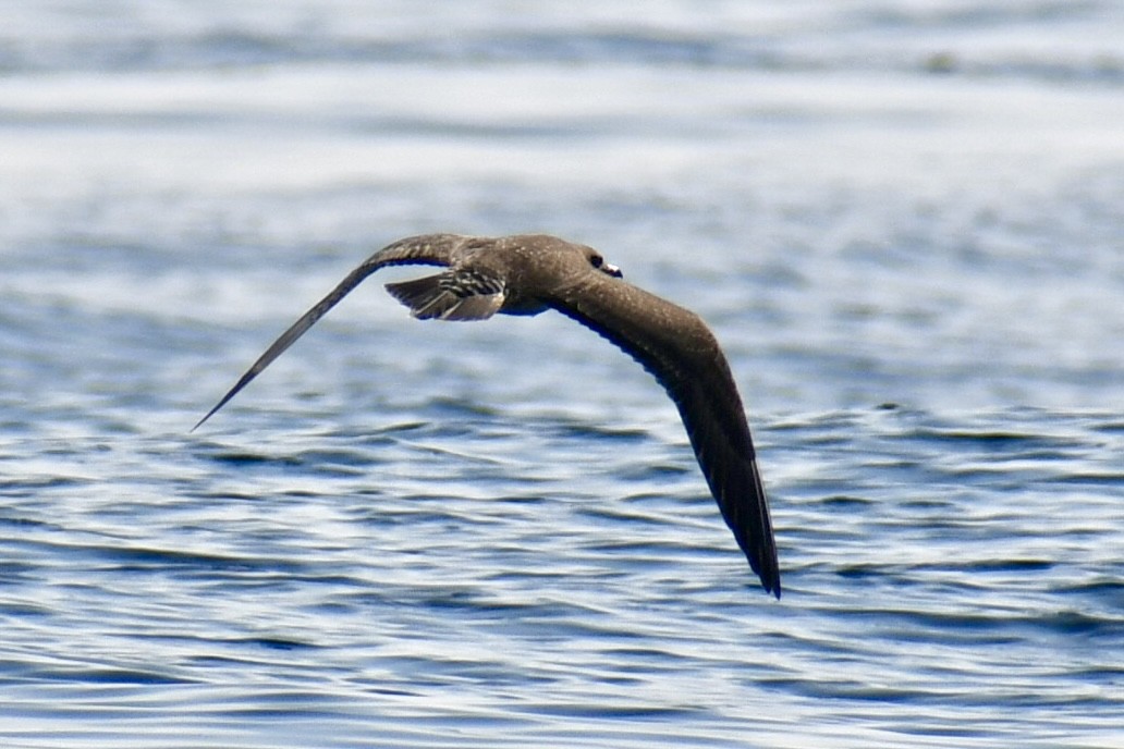 Long-tailed Jaeger - ML642031851