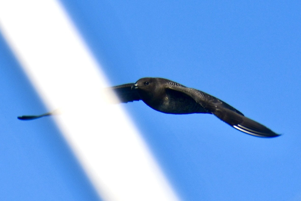 Long-tailed Jaeger - ML642031852