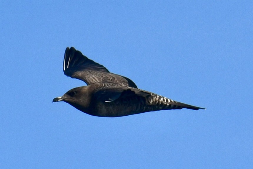 Long-tailed Jaeger - ML642031853