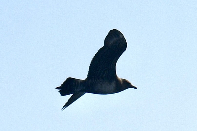 Long-tailed Jaeger - ML642031855