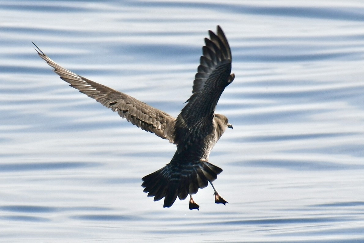 Long-tailed Jaeger - ML642031856
