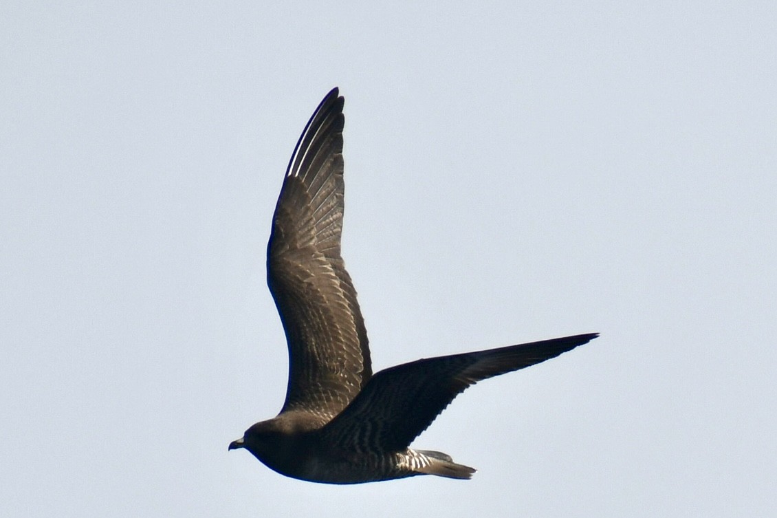 Long-tailed Jaeger - ML642031861