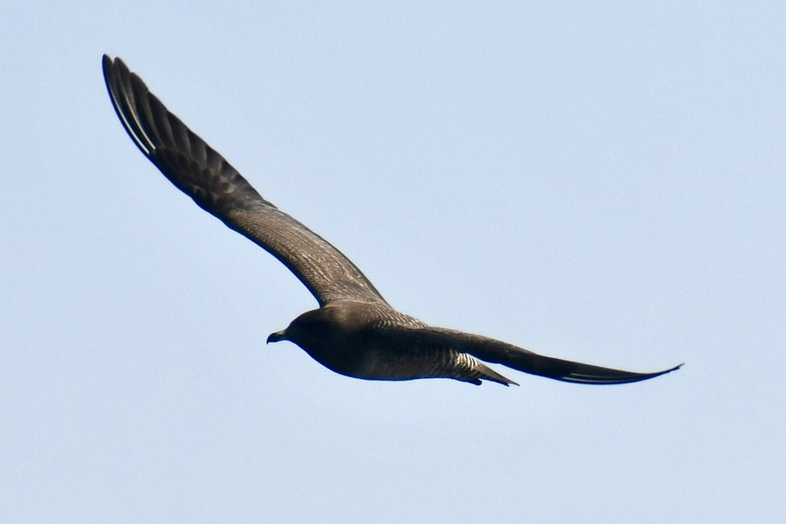 Long-tailed Jaeger - ML642031862