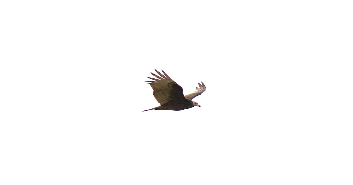 Turkey Vulture - ML642031866