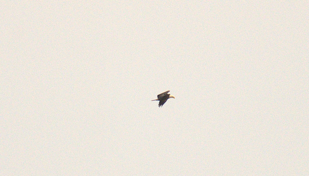Bald Eagle - ML642031874