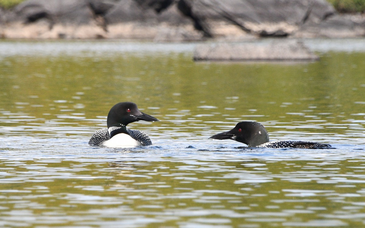 Common Loon - ML642031875