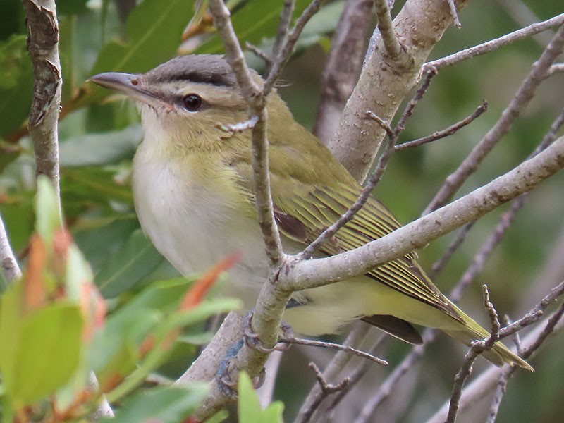 Vireo begigorria - ML642031906
