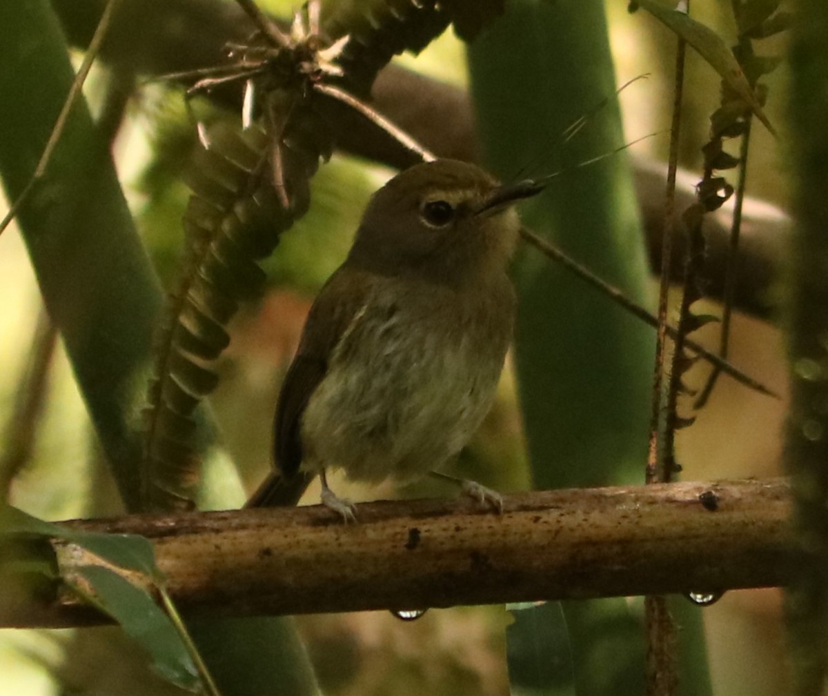 Drab-breasted Pygmy-Tyrant - ML642031911