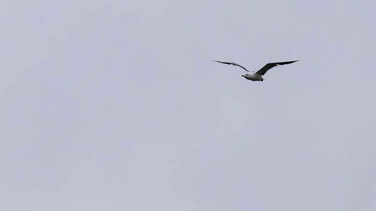 Great Black-backed Gull - ML642031917