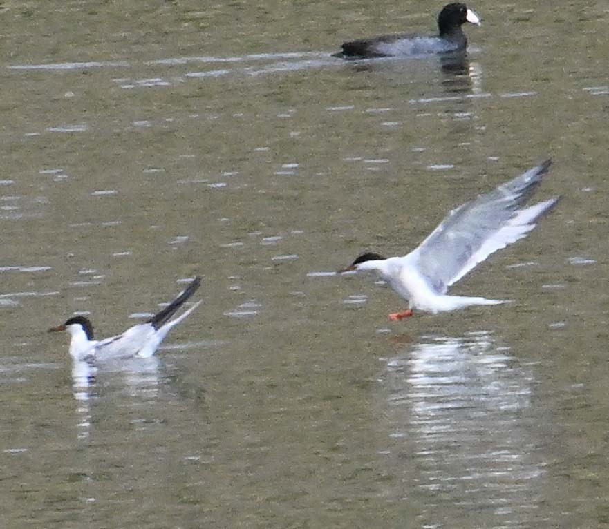 Forster's Tern - ML642031918