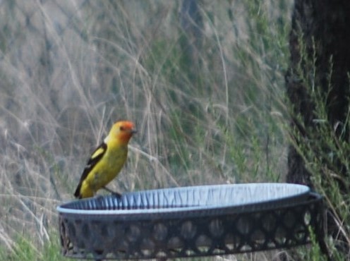 Western Tanager - ML642031919
