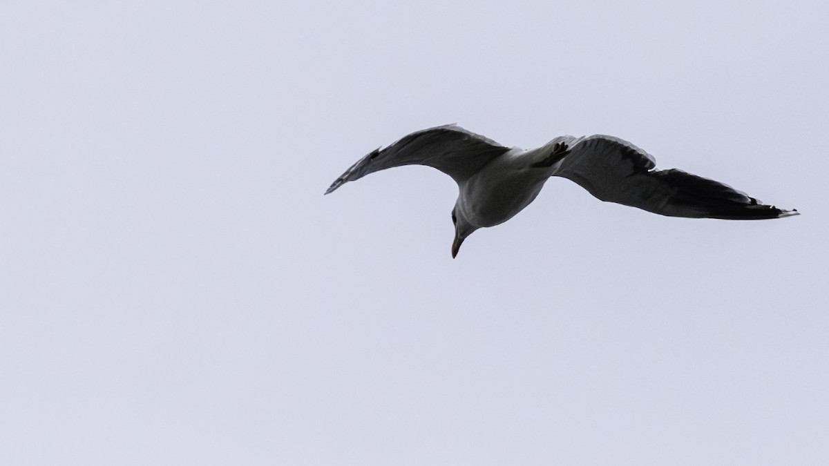 Great Black-backed Gull - ML642031920