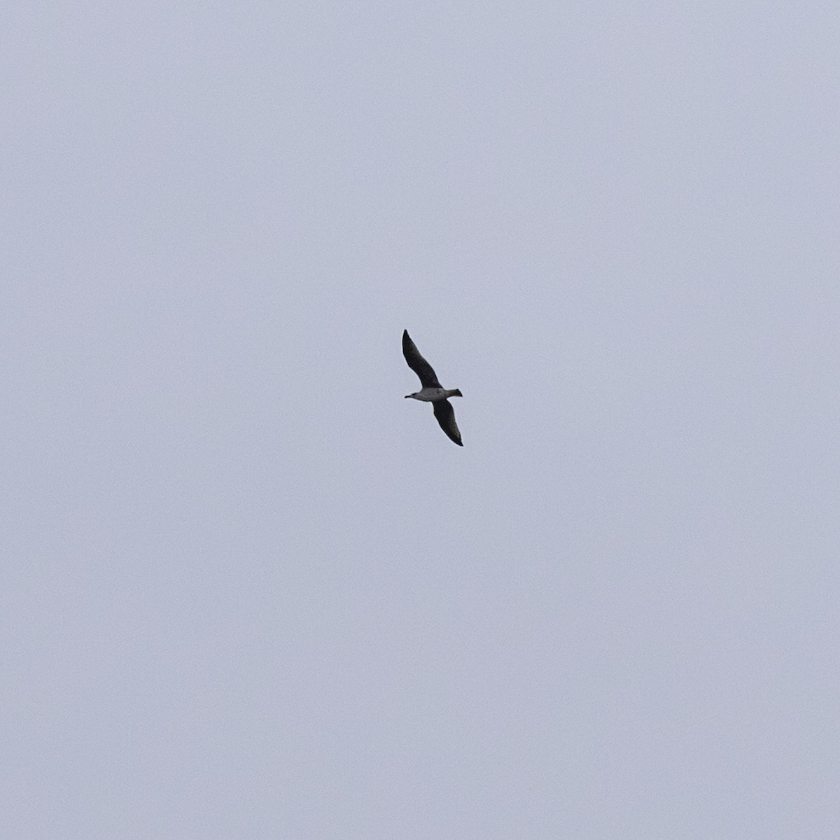 Great Black-backed Gull - ML642031921