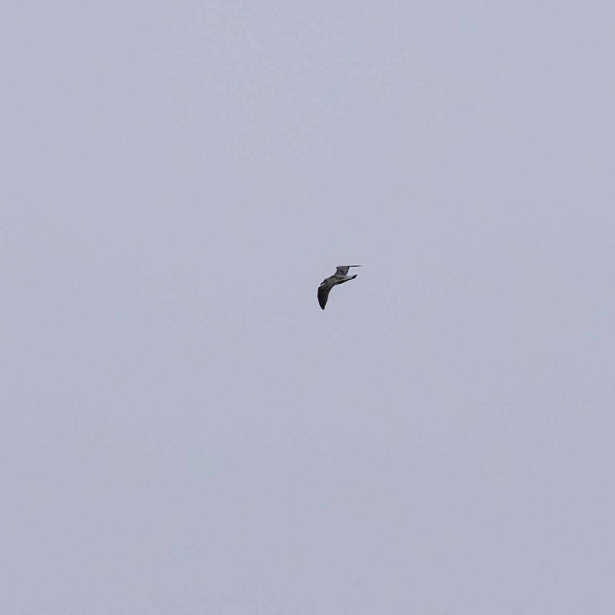 Great Black-backed Gull - ML642031923