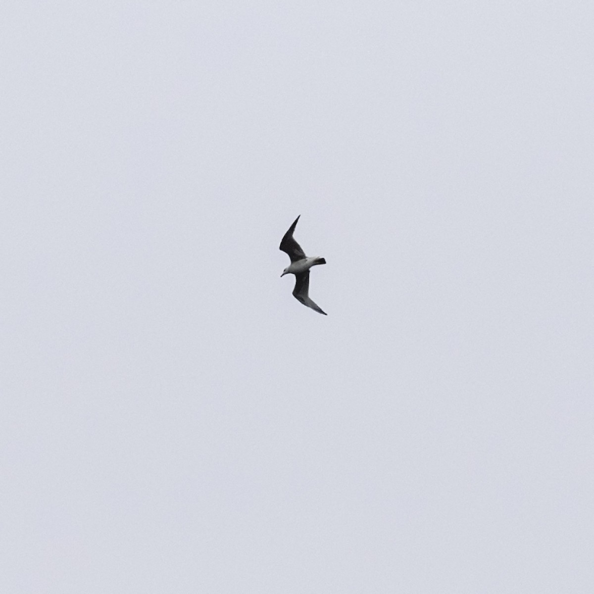 Great Black-backed Gull - ML642031926