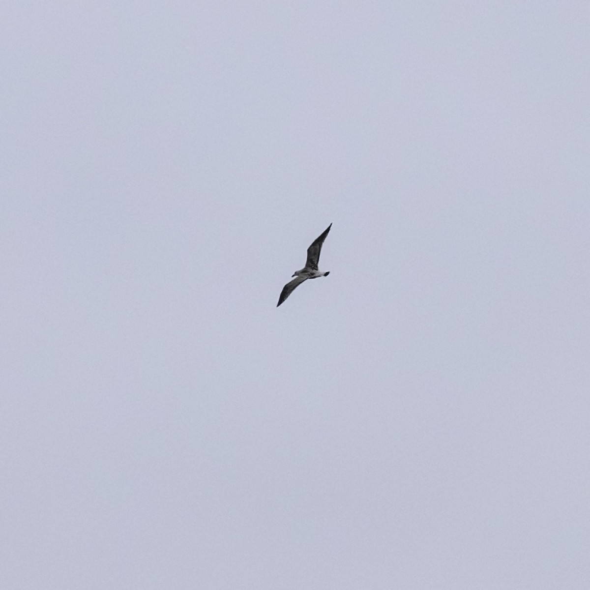 Great Black-backed Gull - ML642031929
