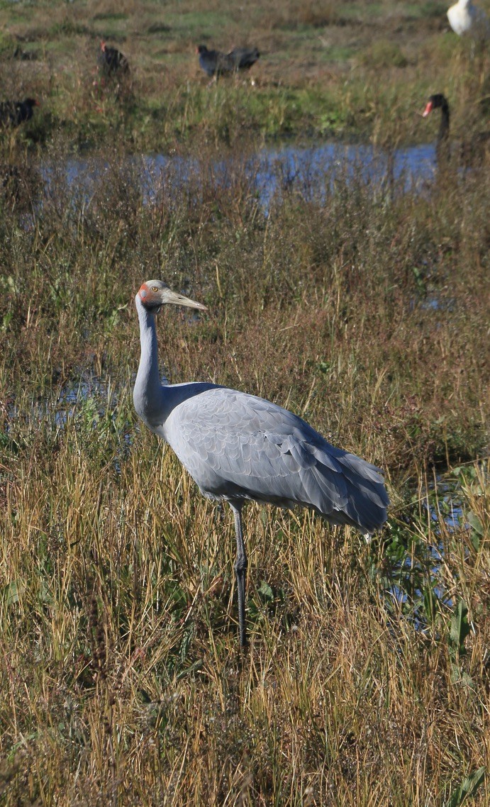 Brolga - ML642031931