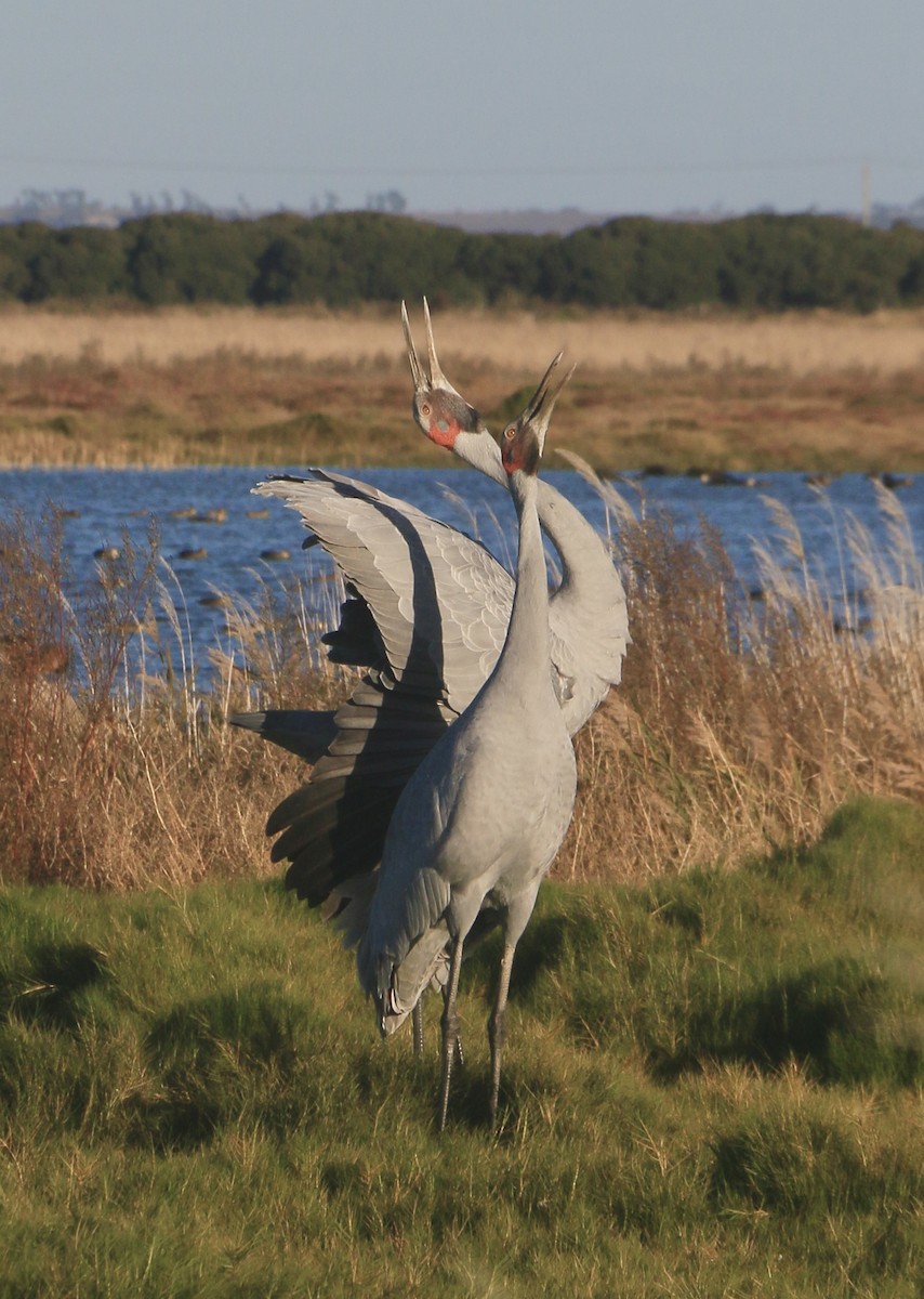Brolga - ML642031932