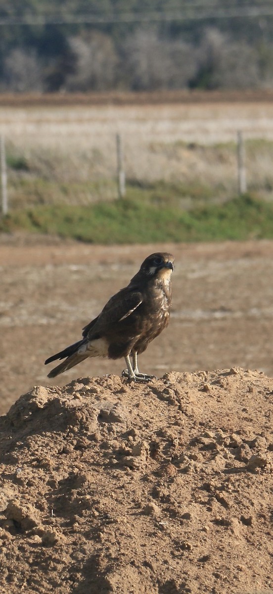 Brown Falcon - ML642031934