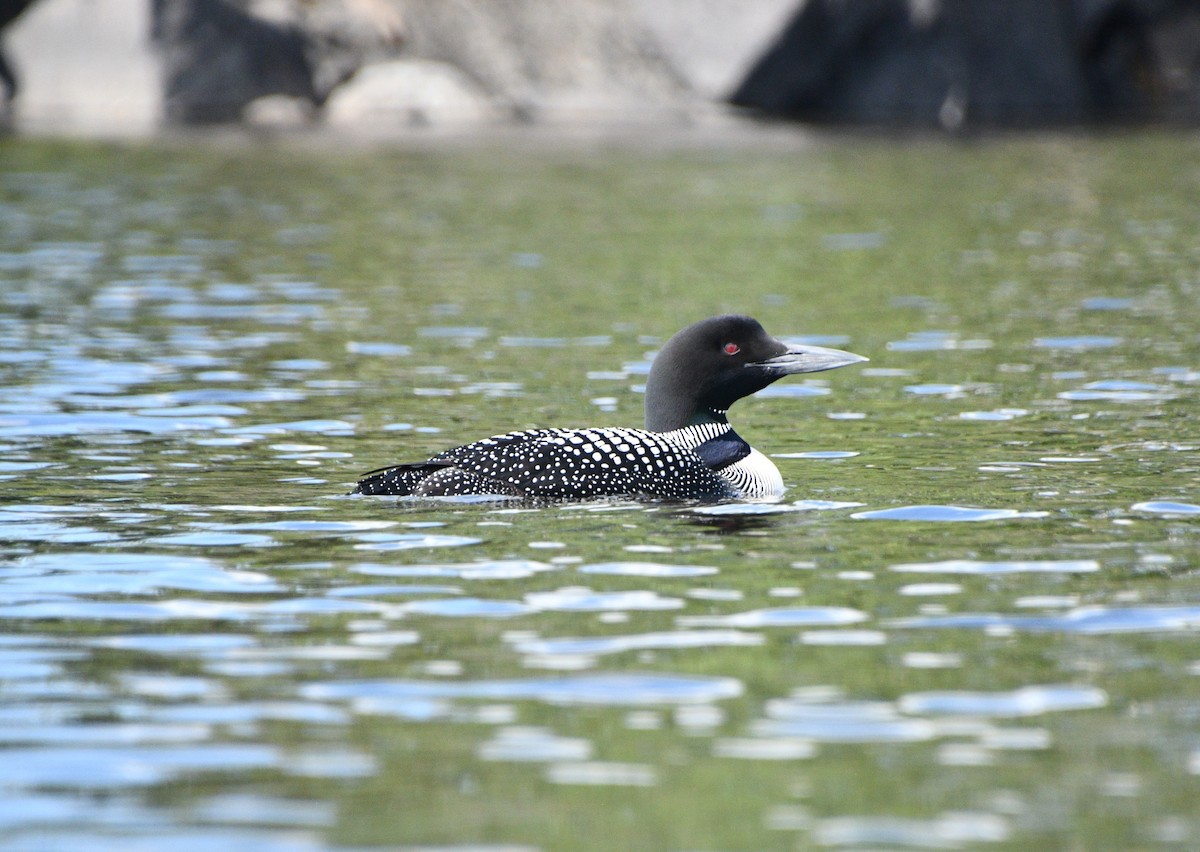 Common Loon - ML642031945