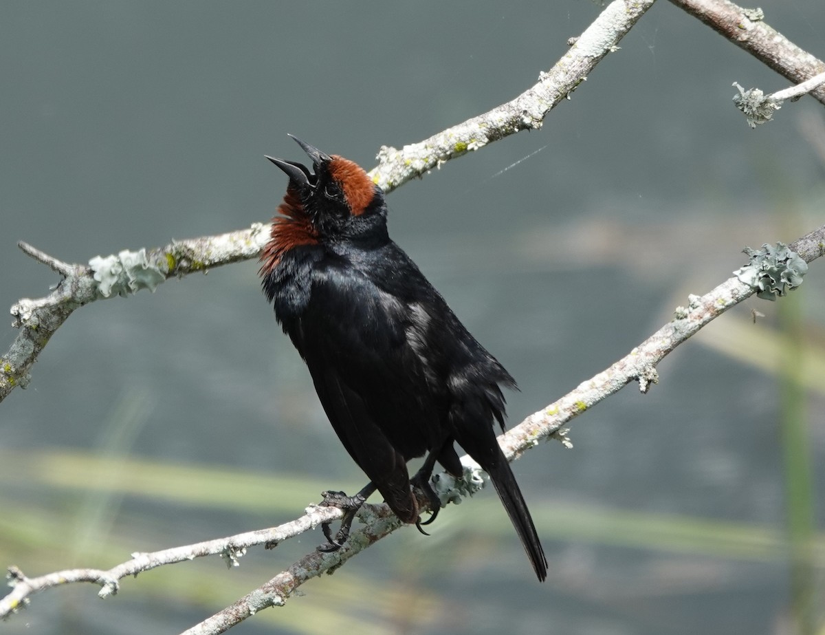 Chestnut-capped Blackbird - ML642031948