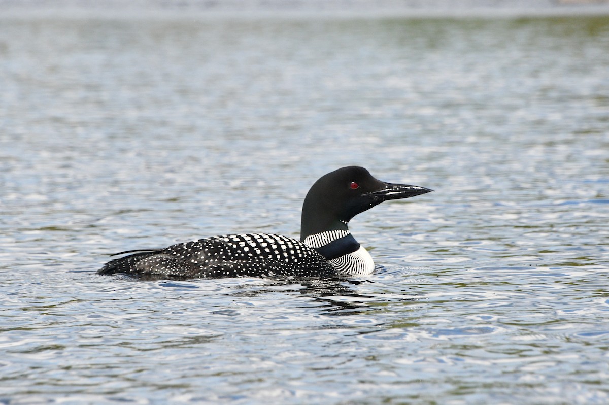 Common Loon - ML642031956