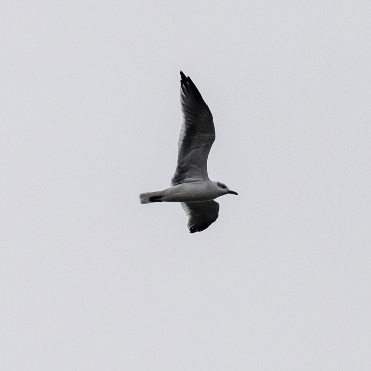 Laughing Gull - Todd Kiraly