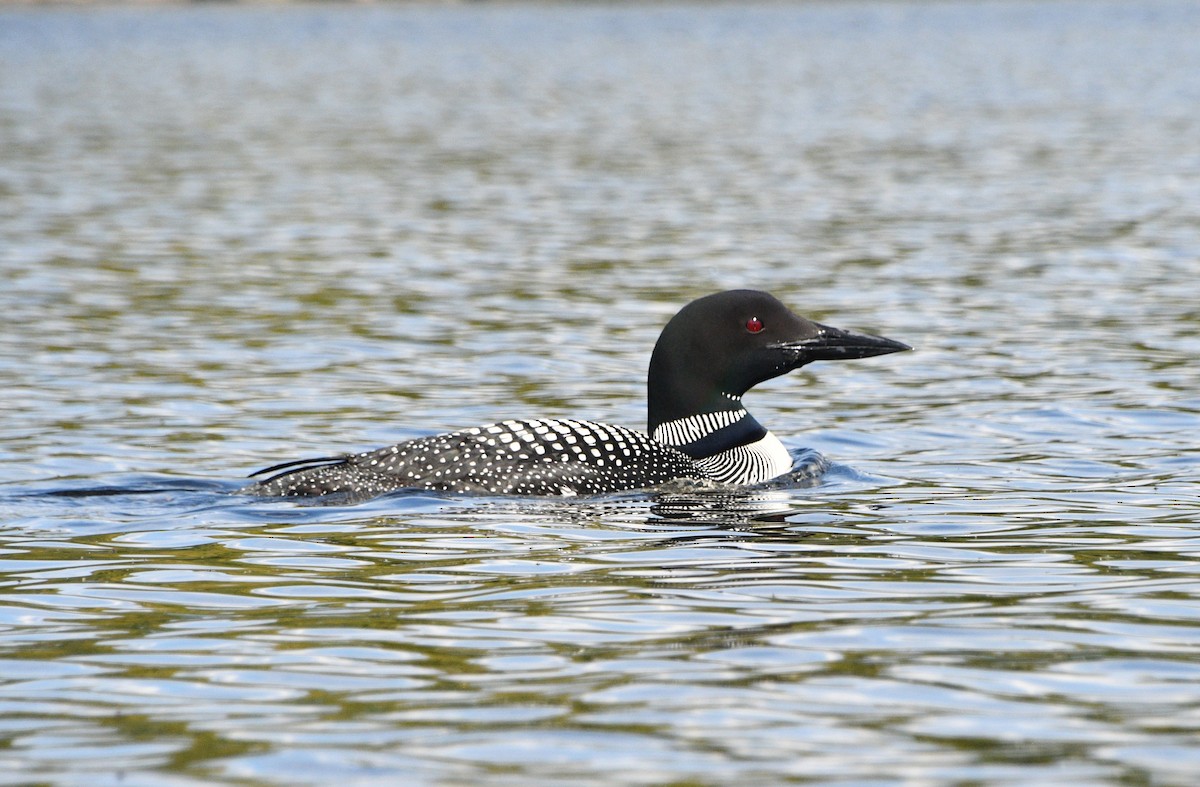 Common Loon - ML642031966