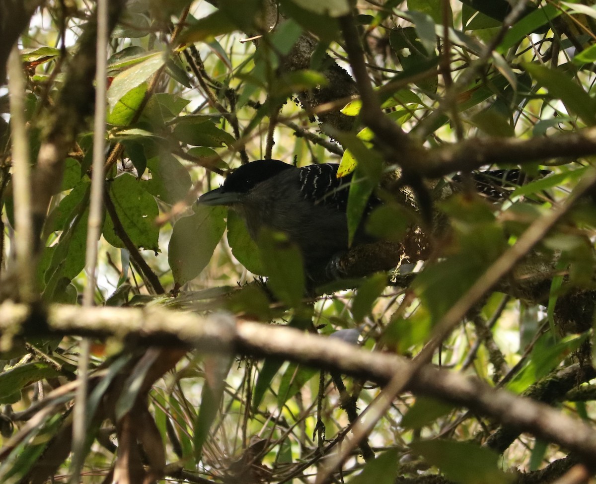 Giant Antshrike - ML642031976